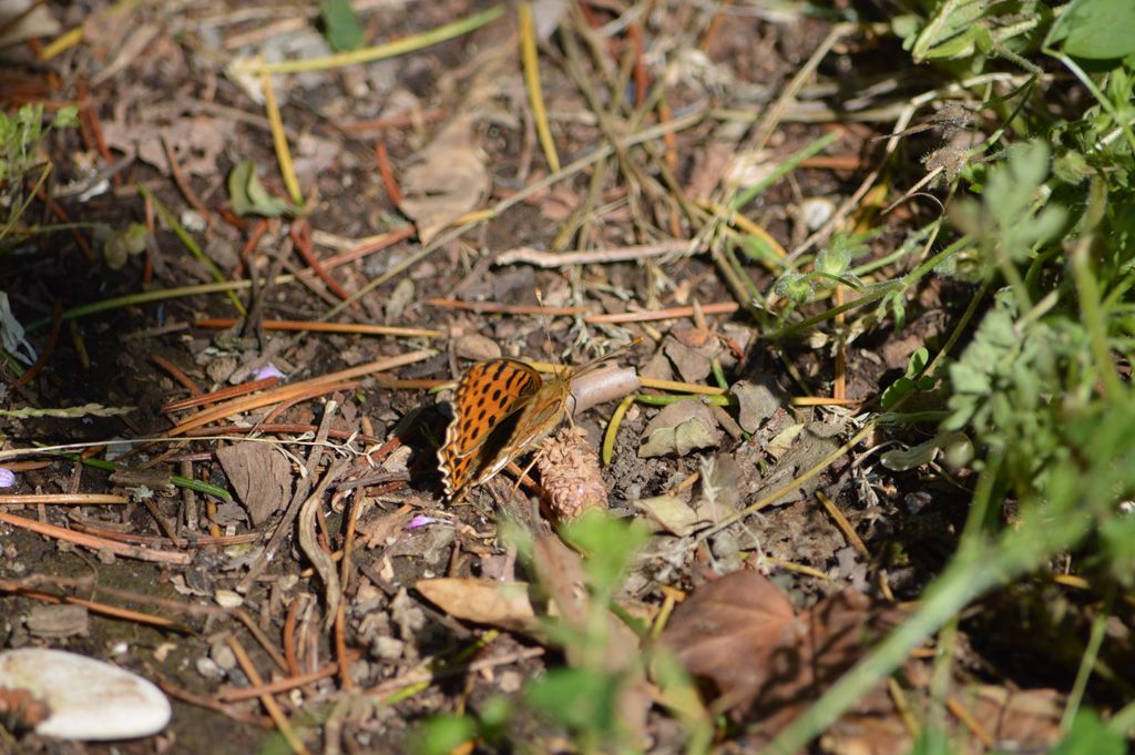 Cupido (Everes) alcetas, Melitaea didyma e Issoria (Issoria) lathonia